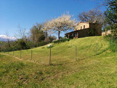 Zaun
